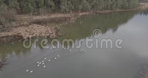 白色鲑鱼绿色天鹅视频的预览图