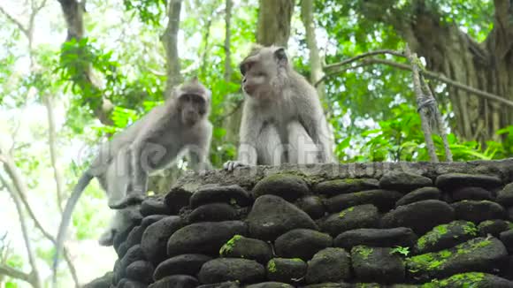 巴厘岛森林里的猴子视频的预览图