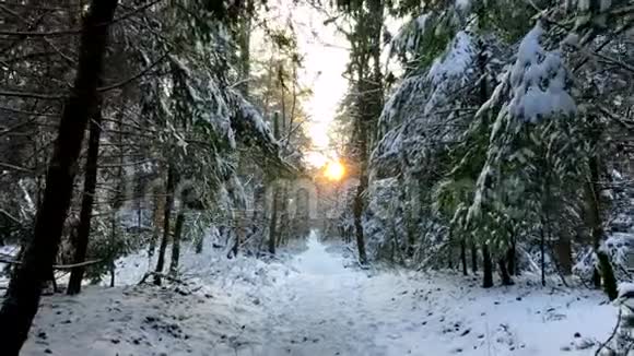 阳光明媚的一天森林里的风景视频的预览图