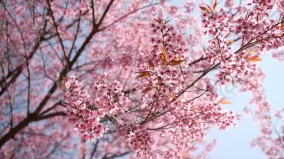 春天有粉红色的花树视频的预览图
