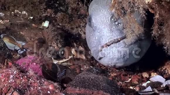 白海海底的柳叶刀鱼鲶鱼视频的预览图