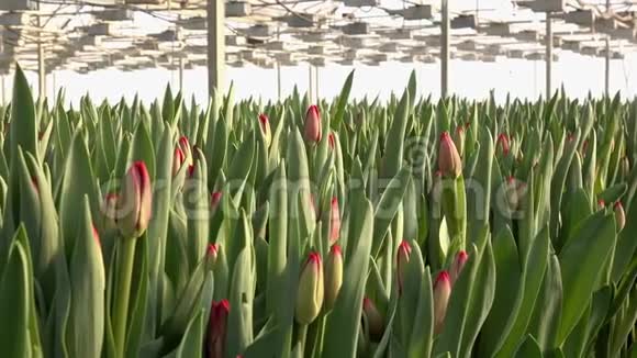在温室里种植郁金香视频的预览图