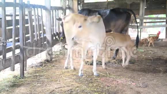 泰国南部法塔隆省的农业奶牛场视频的预览图