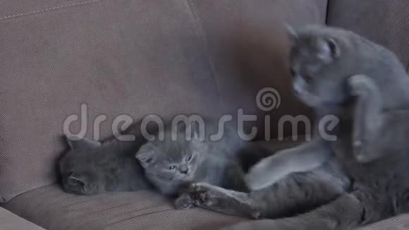 猫妈妈喂她的小猫视频的预览图