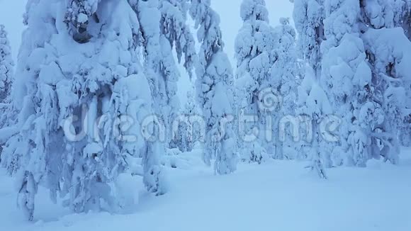 冬夜森林和许多雪视频的预览图
