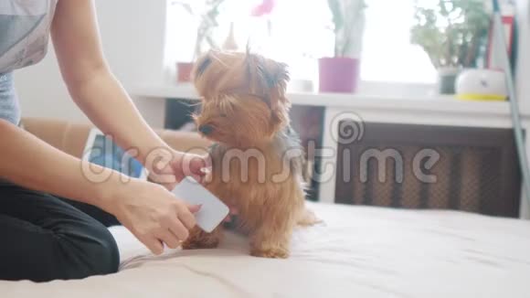 女人在刷牙狗搞笑视频女孩梳一点毛茸茸的狗宠物生活方式护理女人用梳子梳视频的预览图