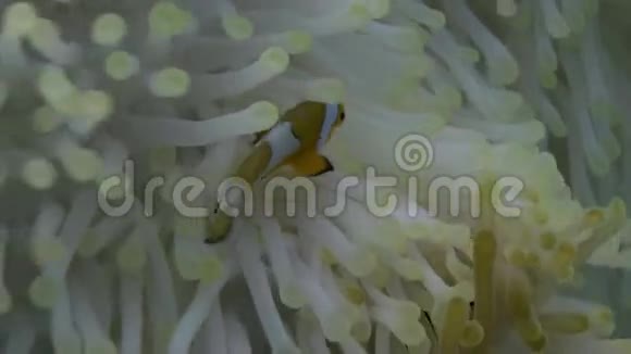 蓝海白葵中的黄色小丑鱼视频的预览图