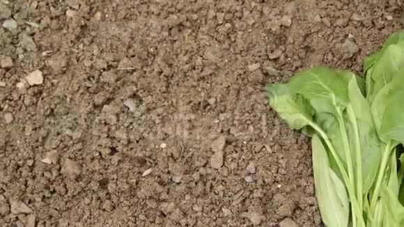 在土壤上收获新鲜菠菜农业工业食品概念视频的预览图