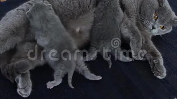 母猫在地毯上喂婴儿视频的预览图