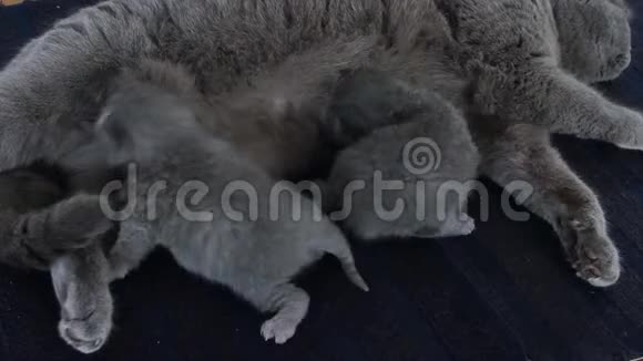 母猫在地毯上喂婴儿视频的预览图