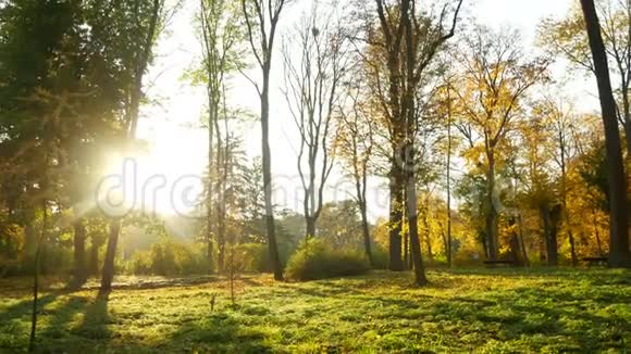 大自然秋天的森林视频的预览图