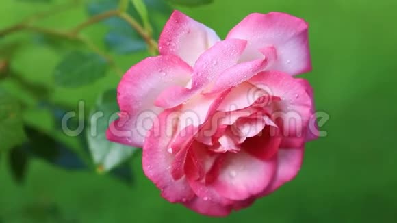 粉红色玫瑰带水滴视频的预览图