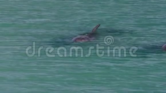 一只海豚在水下射击视频的预览图