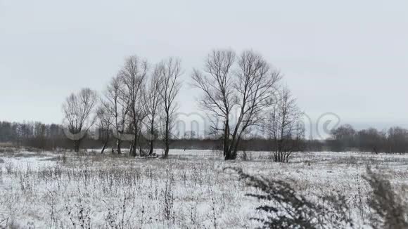 带草和雪的田野赶走了俄罗斯枯树冬天的风景视频的预览图