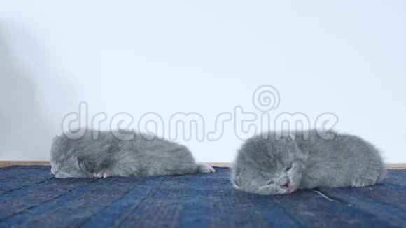 小猫和妈妈睡在蓝色的地毯上视频的预览图