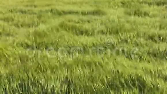 绿色麦田和晴天视频的预览图