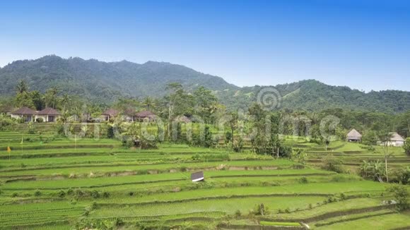 从无人驾驶飞机上看到山和农民住宅的水稻梯田印度尼西亚巴厘视频的预览图