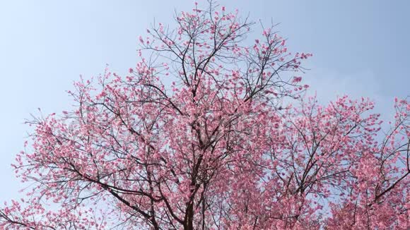 蓝天上的樱花树视频的预览图
