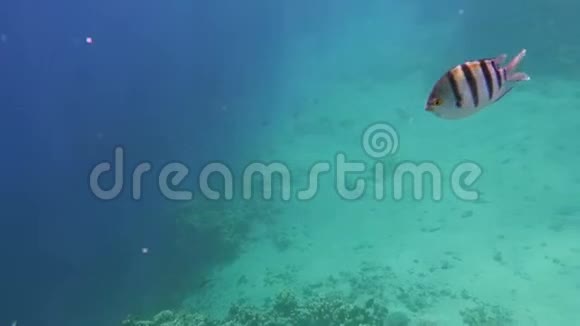 带热带鱼的水下珊瑚礁视频的预览图