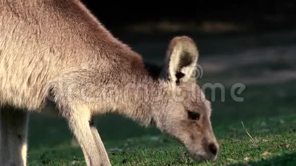 白天在外面的澳大利亚袋鼠视频的预览图