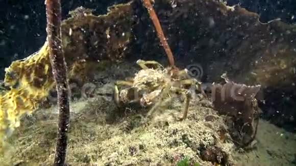 巴伦支海海底的螃蟹视频的预览图
