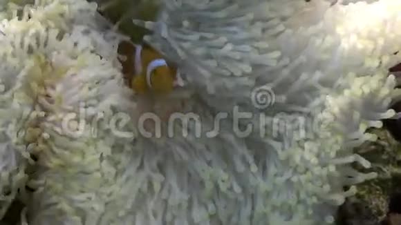 蓝海白葵中的黄色小丑鱼视频的预览图