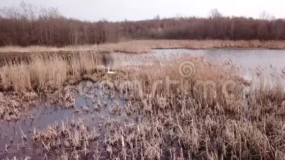 维捷布斯克市郊区的天鹅湖视频的预览图