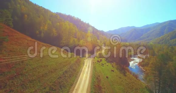 在阳光明媚的夏日早晨中气飞越新鲜的山河和草地农村土路下面奶牛和汽车视频的预览图