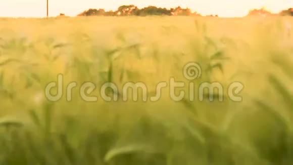 日落或日出时在风中吹过的麦田或麦田视频的预览图