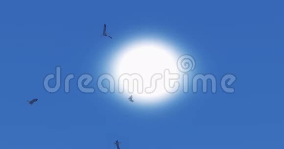 海鸥飞越阳光阳光和太阳耀斑天堂场景视频的预览图