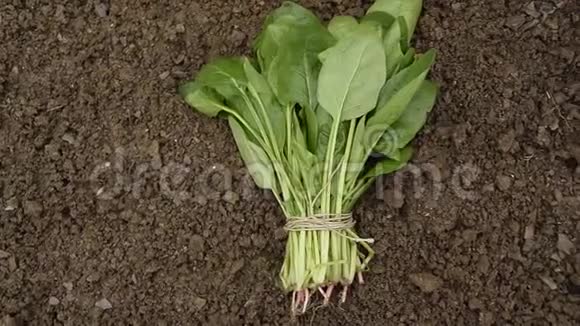 在土壤上收获新鲜菠菜农业工业食品概念视频的预览图