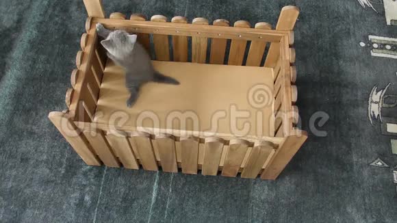 小猫爬在木制背景上视频的预览图