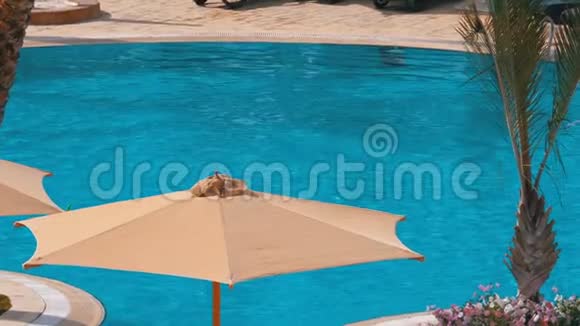 埃及饭店泳池边的太阳伞和蓝水视频的预览图