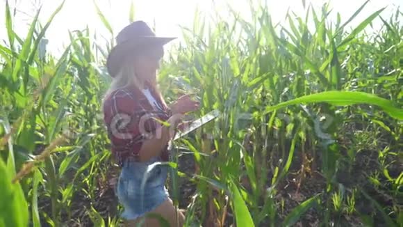 智慧农业慢动作视频概念女孩农学家在玉米地里拿着生活方式平板电脑视频的预览图