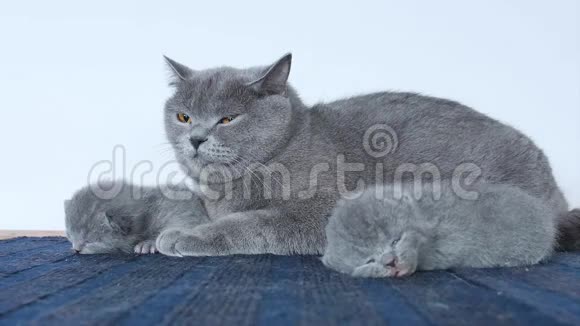 小猫和妈妈睡在蓝色的地毯上视频的预览图