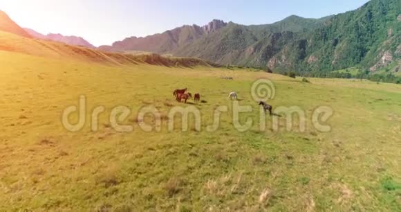 在草地上飞过野马群春山野自然自由生态概念视频的预览图