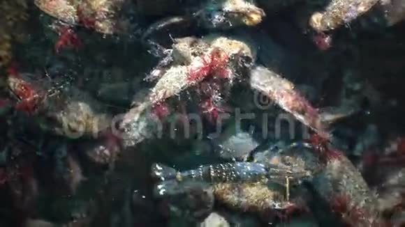 对虾棕榈线虫的营养黑海乌克兰视频的预览图