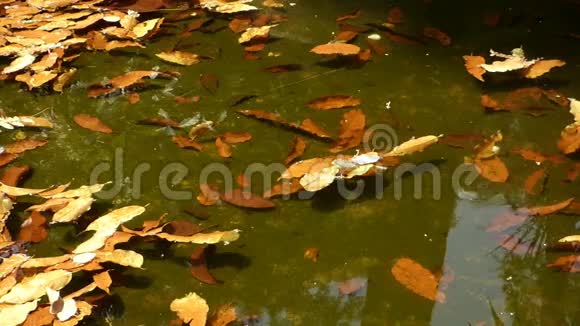 城市公园里有秋叶的池塘视频的预览图