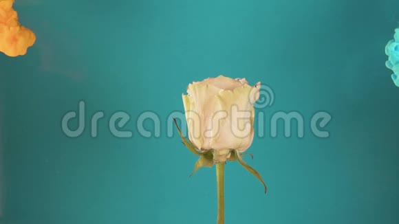 五颜六色的水滴落在蓝色背景下美丽的白色玫瑰上视频的预览图