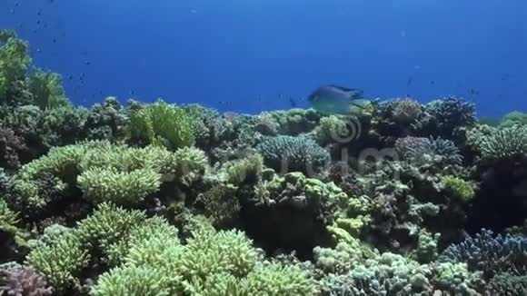红海海底绿珊瑚礁背景下的鱼群视频的预览图