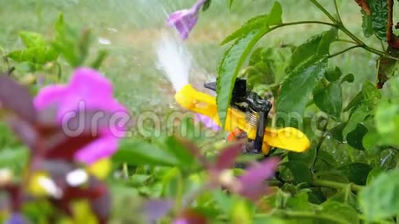 草坪自动喷水器在花园与绿草缓慢运动视频的预览图