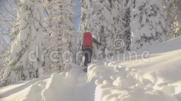 西伯利亚的滑雪场一个人在雪地森林里滑雪视频的预览图