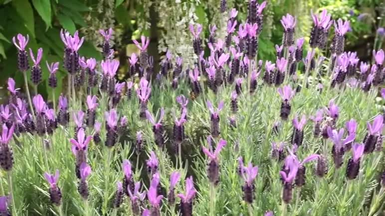 花园里长着美丽的紫色花朵视频的预览图