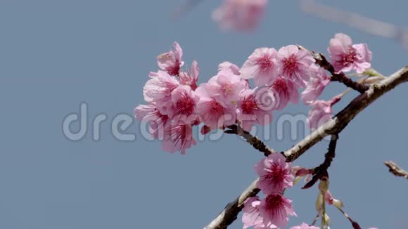 樱花在蓝天上盛开视频的预览图