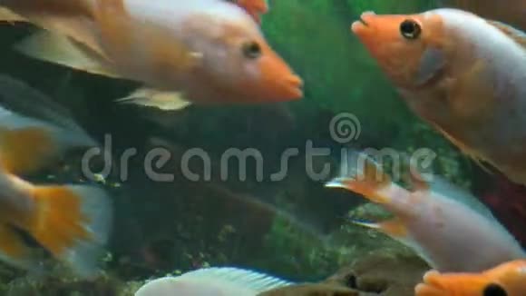 水下奇异鱼类的镜头股票镜头视频的预览图