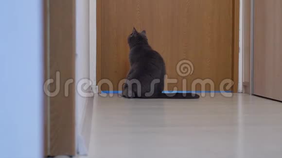 坐在客厅里的英国小猫视频的预览图