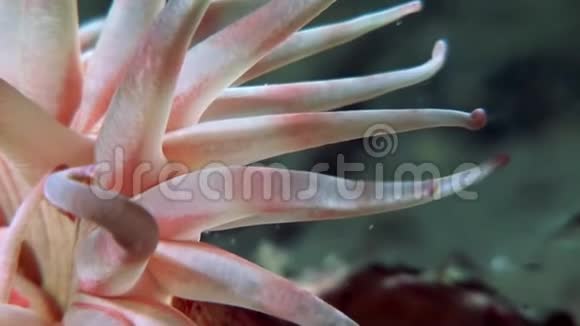 红葵在白海海底接近水下视频的预览图
