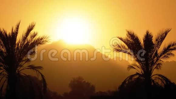 日落时的棕榈树太阳和山脉背景下的奇异棕榈树剪影视频的预览图