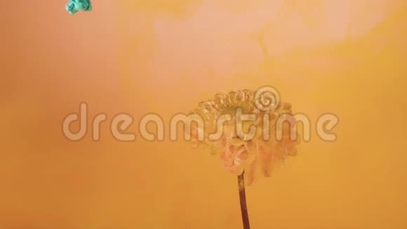 五颜六色的水滴落在粉红色背景下美丽的粉红色花朵上视频的预览图