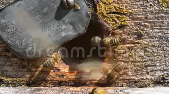蜜蜂在蜂巢入口附近的活动视频的预览图
